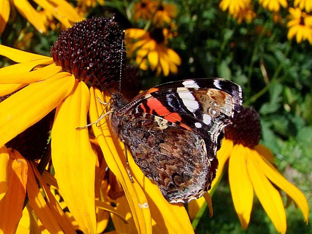 Admiral(Vanessa atalanta)ist auf einer Blte gelandet;110907