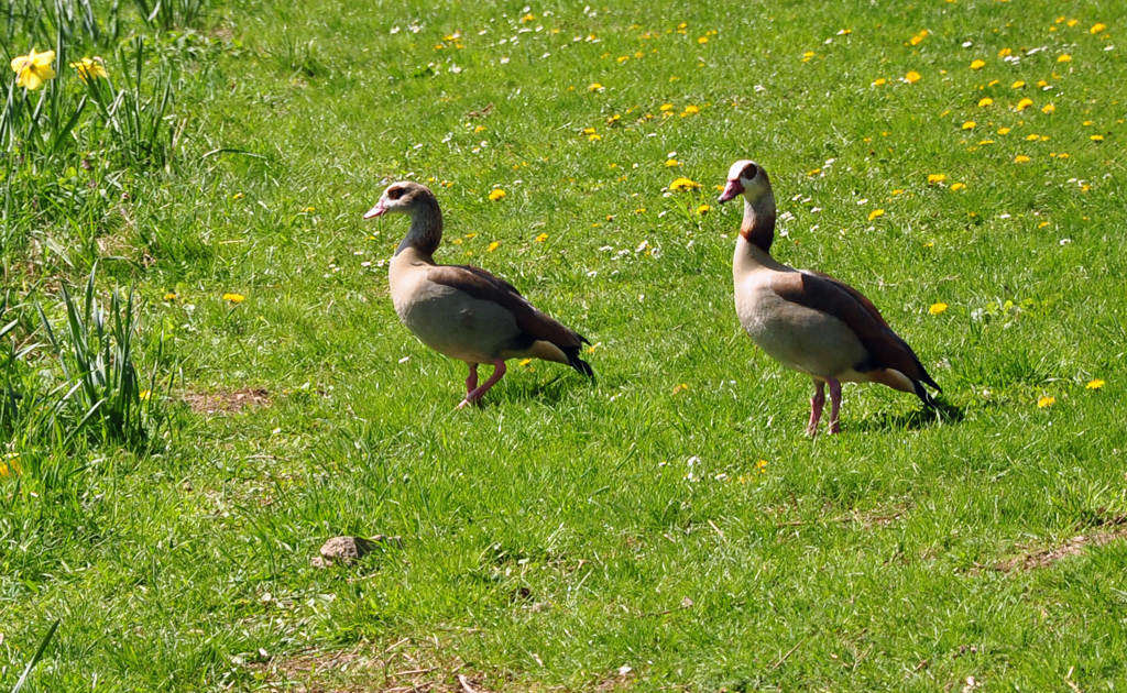 gyptische Gnse an der Ahr bei Bad Neuenahr - 18.04.2010