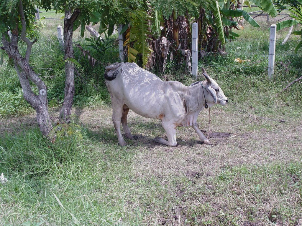 hnlich den Khen in europischen Gefilden sind diese Zeburinder hier in Thailand berall anzutreffen. (26.07.2007)