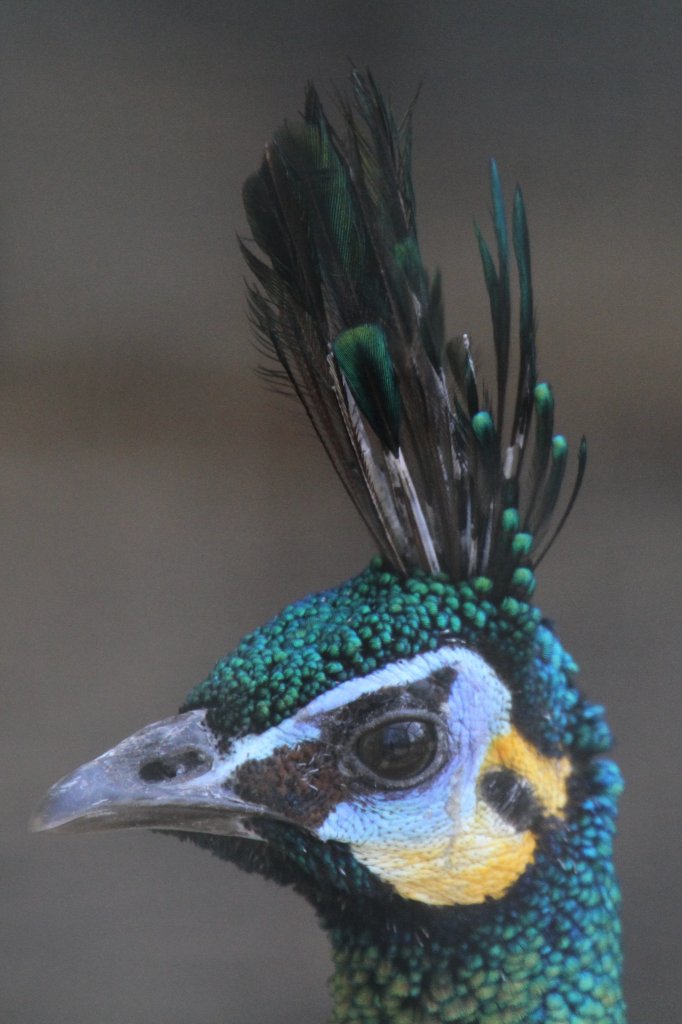 hrentrgerpfau (Pavo muticus) im Tierpark Berlin.