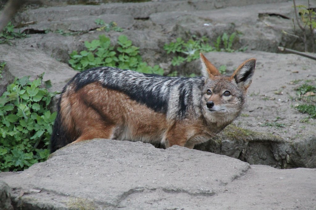 ngstlicher Schabrackenschakal (Canis mesomelas) am 18.4.2010 im Tierpark Berlin.