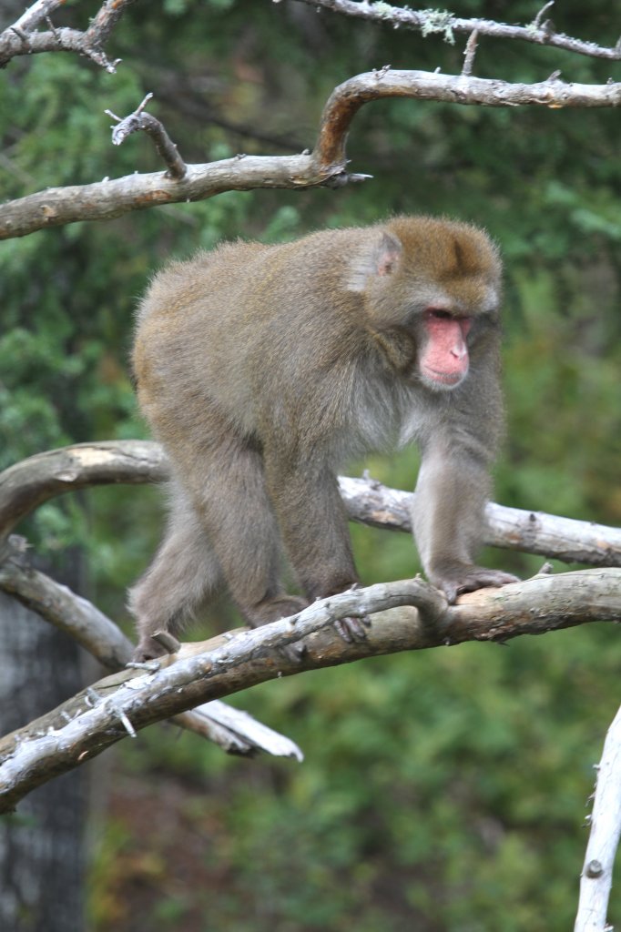 Affe beim klettern. Japanmakak (Macaca fuscata) am 18.9.2010 im Zoo Sauvage de Saint-Flicien,QC. 