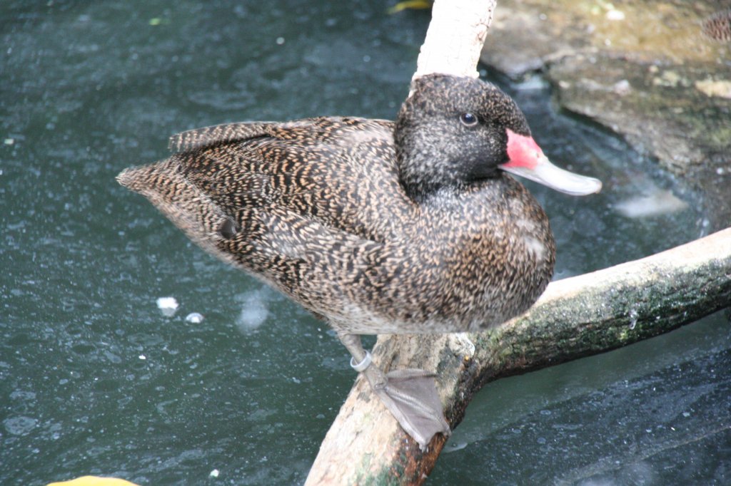 Affengans, Affenente oder Pnktchenente (Stictonetta naevosa) am 13.12.2009 im Tierpark Berlin.
