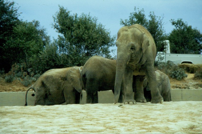 Afrikanische Elefanten in der Rserve Africaine de Sigean in Sdfrankreich im Juli 1988