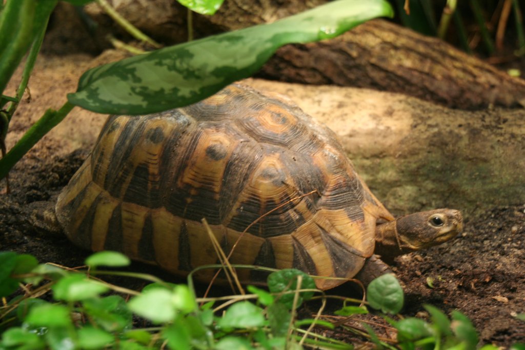 Afrikanische Schnabelbrustschildkrte (Chersina angulata) am 9.1.2010 im Tierpark Berlin.