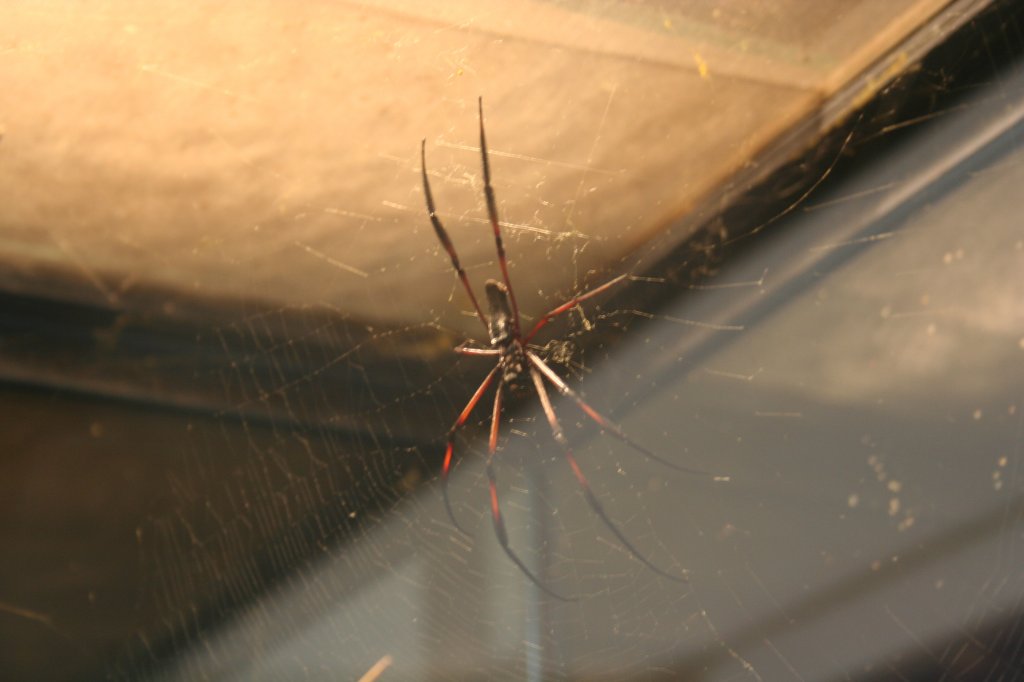 Afrikanische Seidenspinne (Nephila madagascariensis) am 30.3.2008 in der Wilhelma.