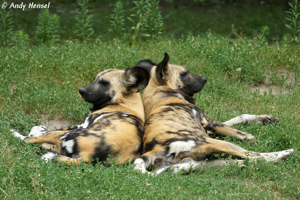 Afrikanische Wildhunde