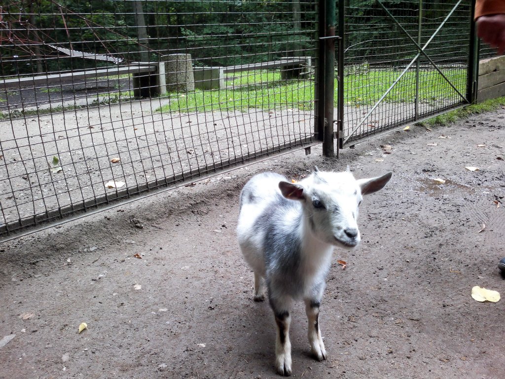 Afrikanische Zwergziege am 9.8.2011 im Tierpark Gera.