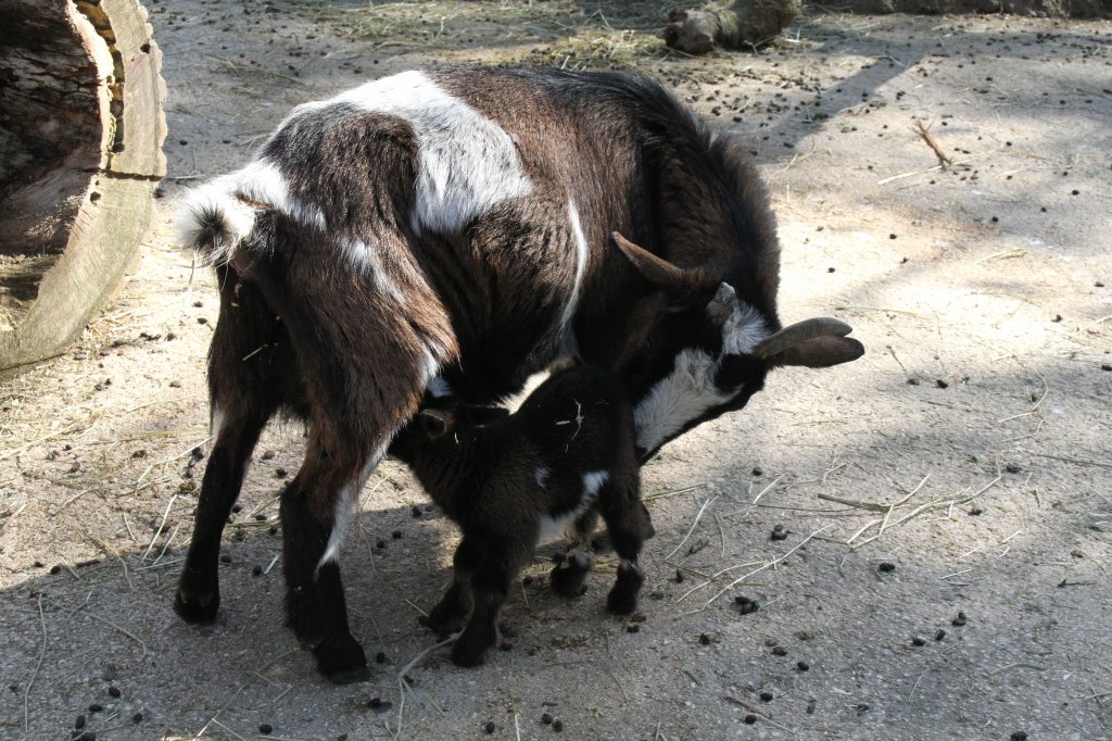 Afrikanische Zwergziege bei Sugen ihres Jungtiers. Zoo Basel am 19.3.2010.