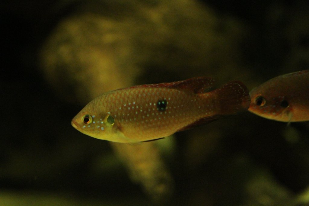 Afrikanischer Buntbarsch der Gattung Hemichromis am 9.2.2010 im Vivarium Karlsruhe.