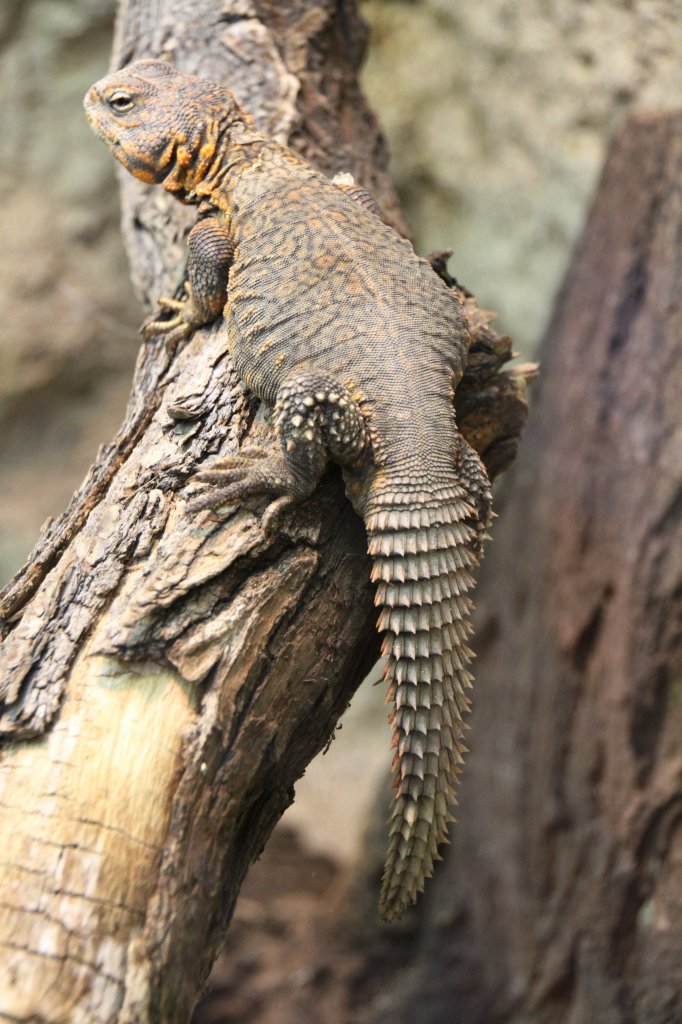 Afrikanischer Dornschwanz (Uromastyx acanthinura) am 18.4.2010 im Tierpark Berlin.
 
