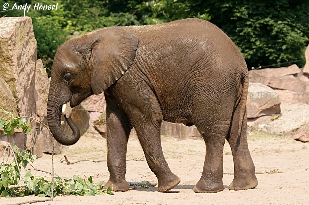 Afrikanischer Elefant