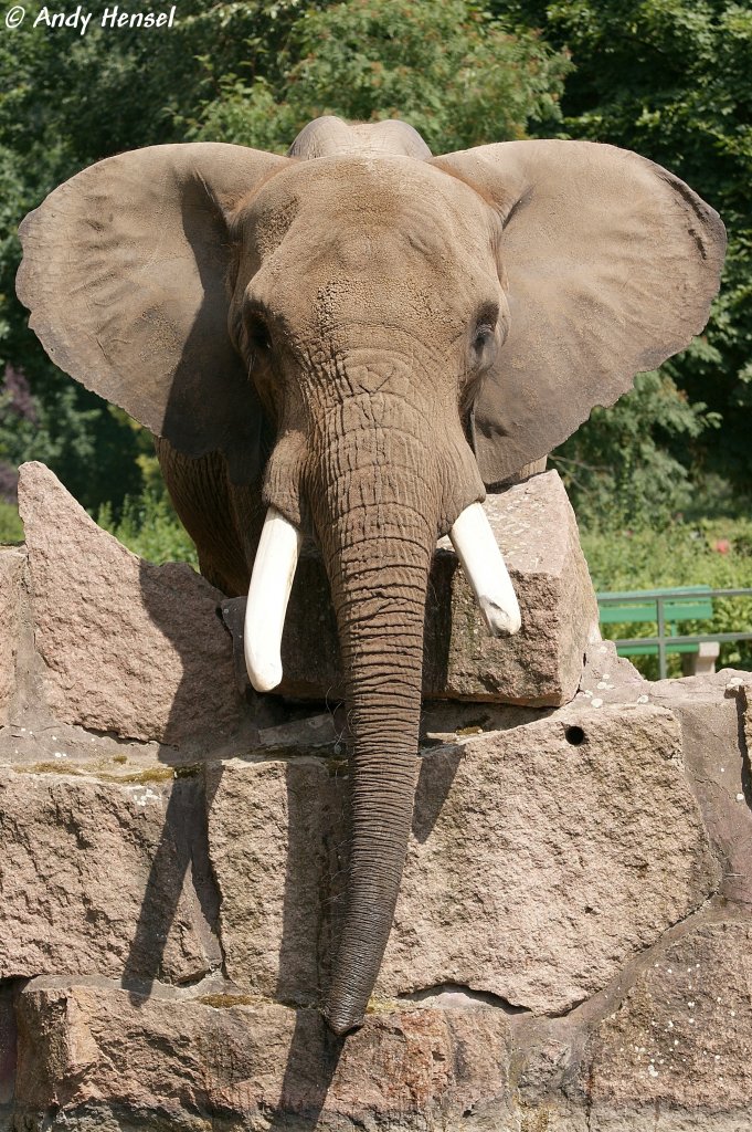 Afrikanischer Elefant