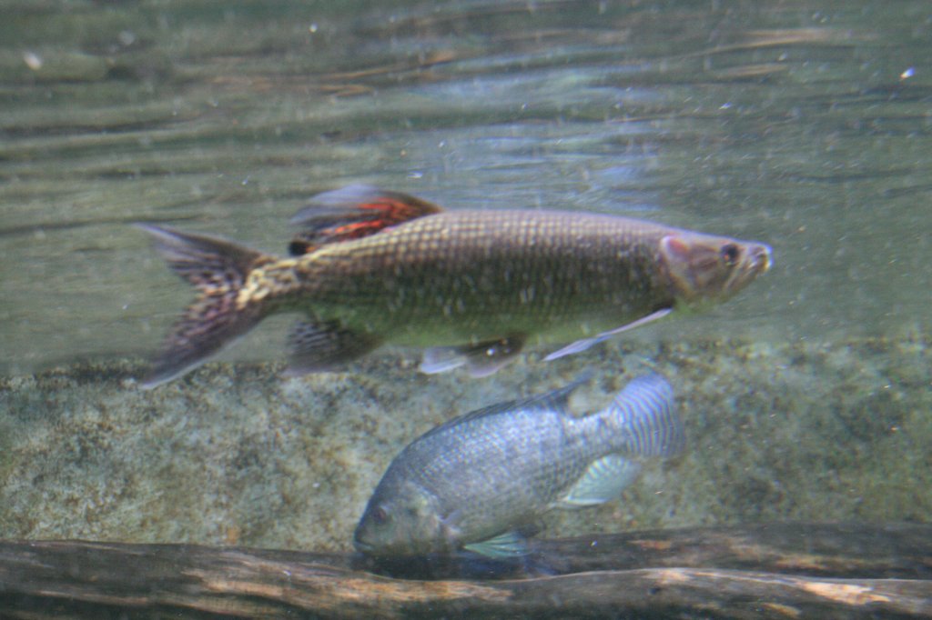 Afrikanischer Hechtsalmler (Hepsetus odoe) am 12.12.2009 im Aquarium des Berliner Zoos. Im Hintergrund ist noch eine Niltilapie zu sehen.