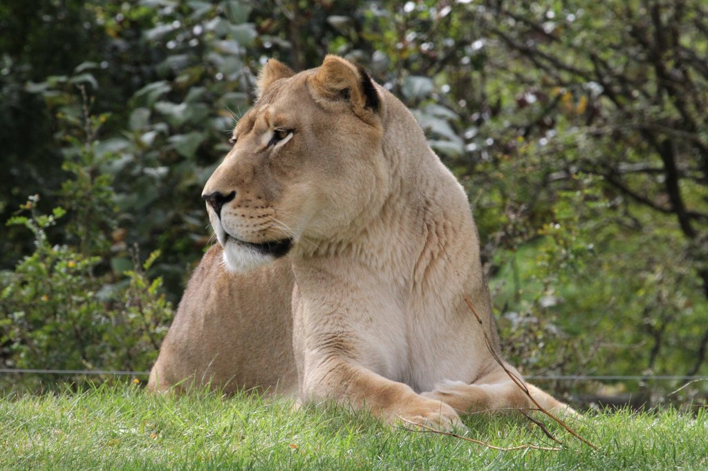 Afrikanischer Lwe am 25.9.2010 im Toronto Zoo.