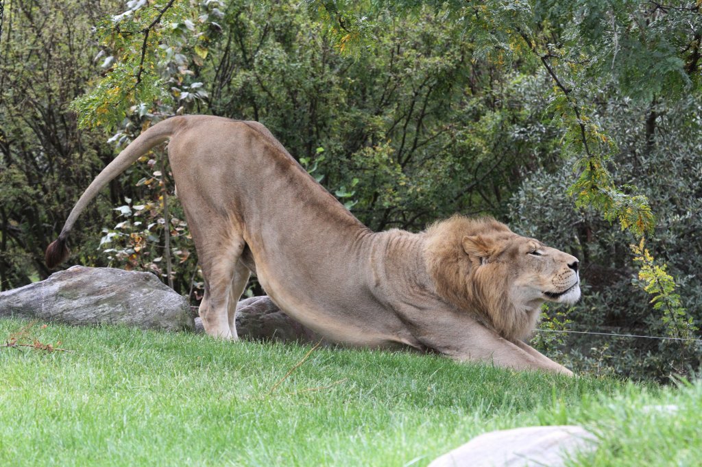 Afrikanischer Lwe beim Yoga. Toronto Zoo am 25.9.2010.