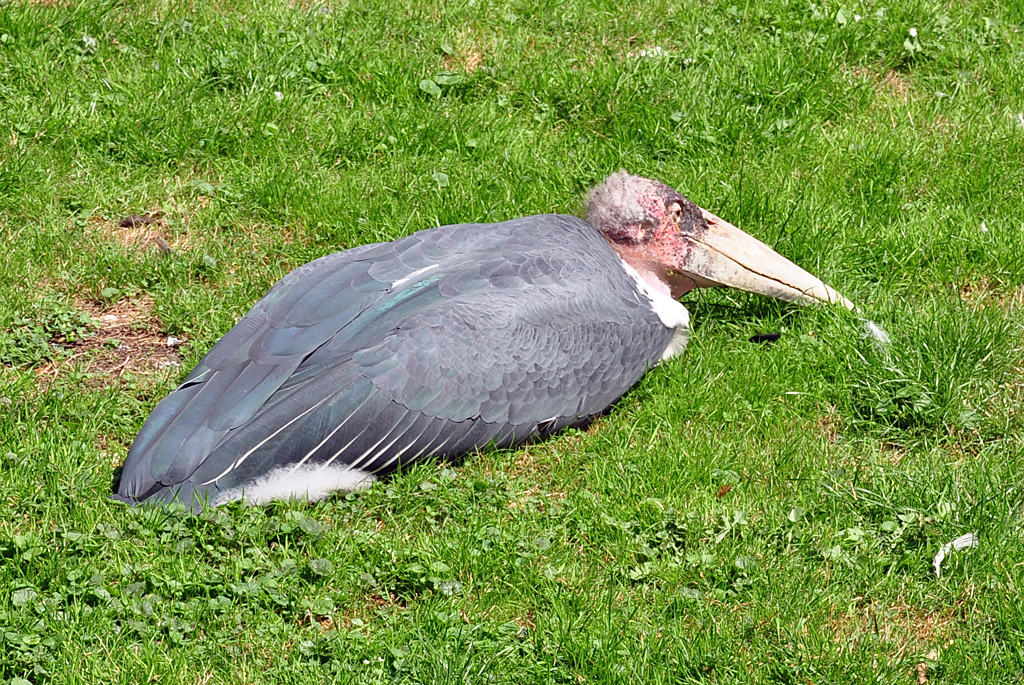 Afrikanischer Marabu, bei Mister Hsslichkeitswahl Chance auf 1. Platz,
sonnt sich auf der Wiese - 03.08.2010 