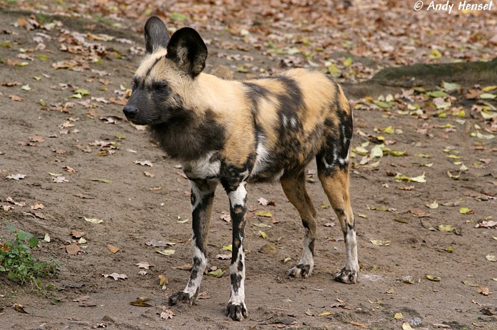 Afrikanischer Wildhund.