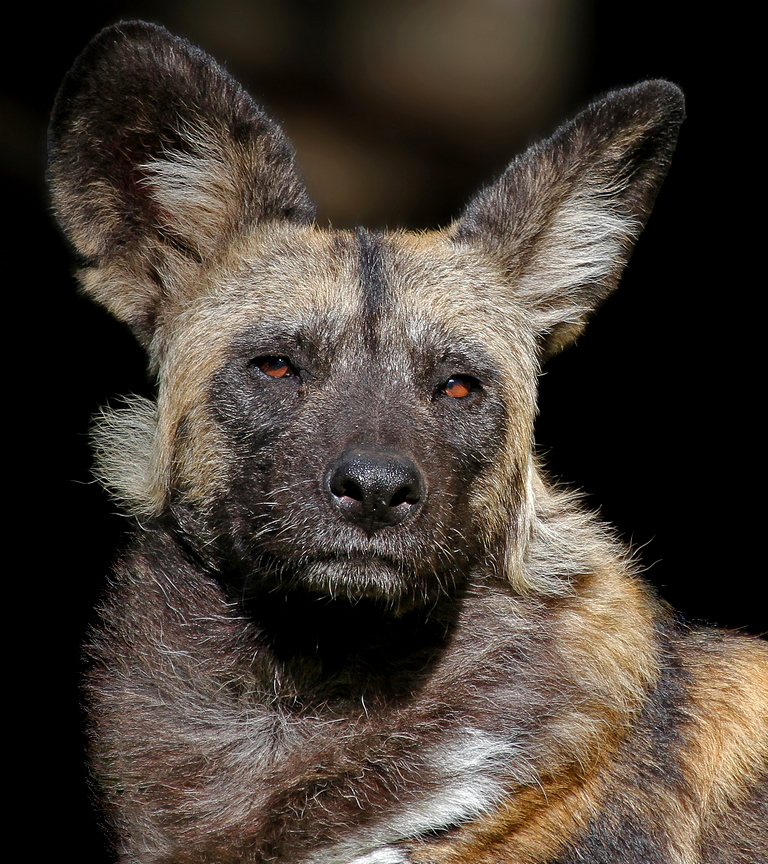 Afrikanischer Wildhund