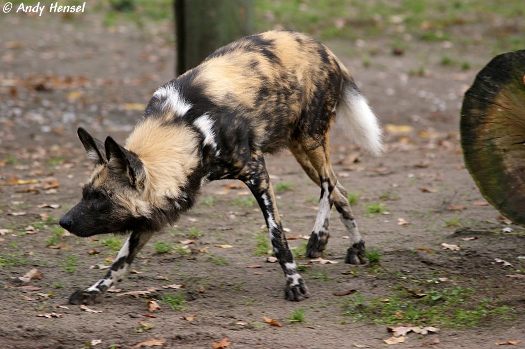 Afrikanischer Wildhund.