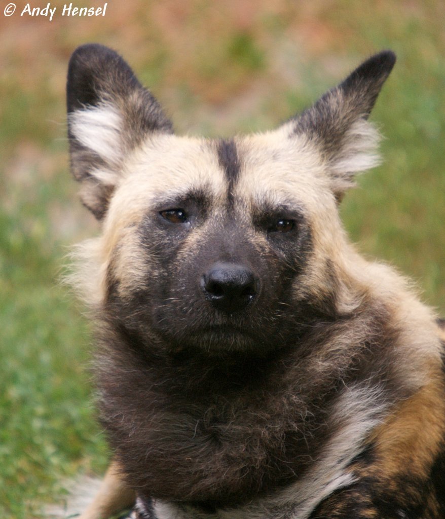 Afrikanischer Wildhund