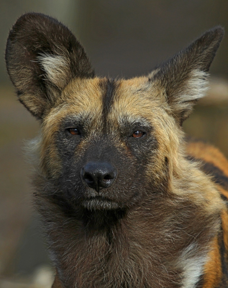 Afrikanischer Wildhund