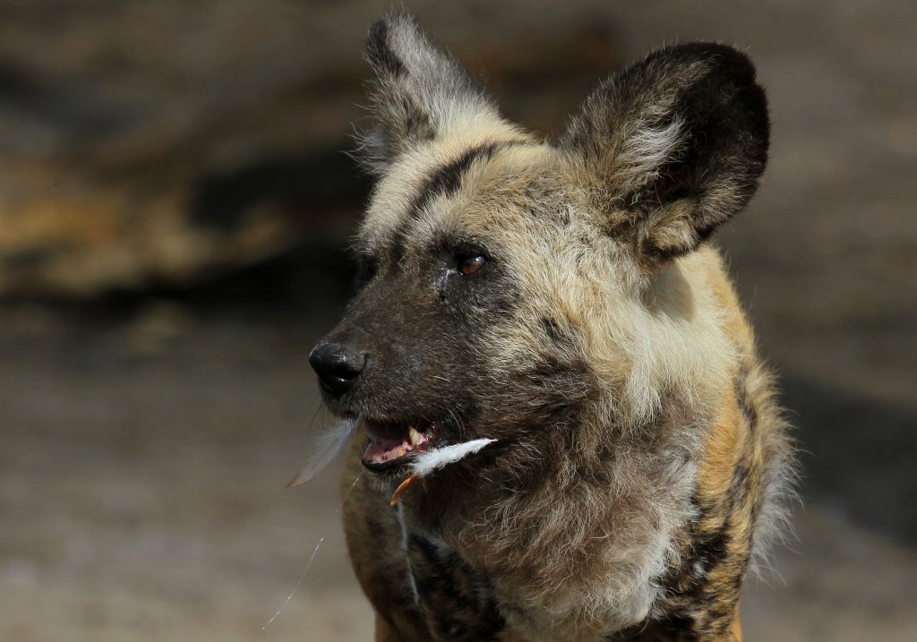 Afrikanischer Wildhund