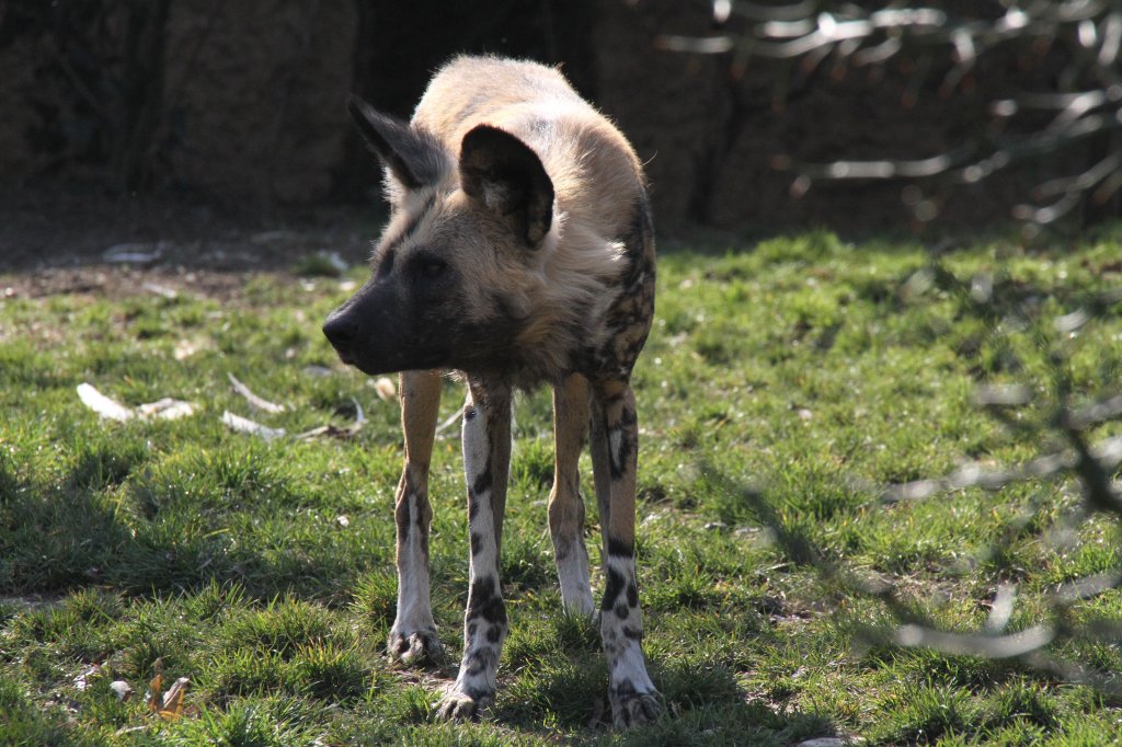 Afrikanischer Wildhund (Lycaon pictus) am 19.3.2010 im Zoo Basel.