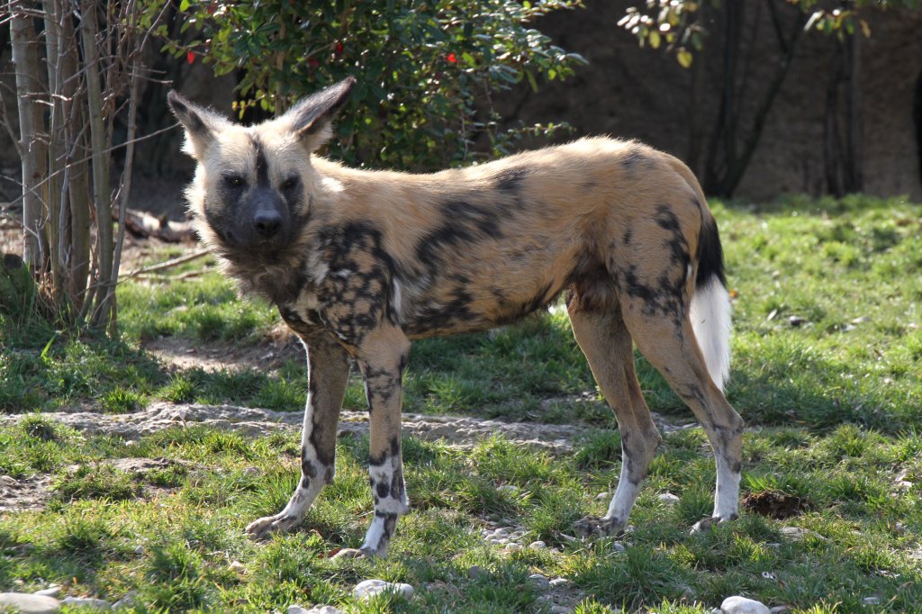 Afrikanischer Wildhund (Lycaon pictus) am 19.3.2010 im Zoo Basel.