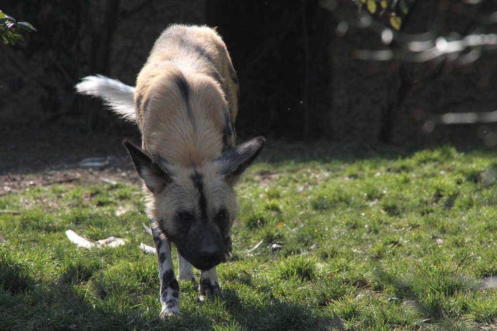 Afrikanischer Wildhund (Lycaon pictus) auf Spurensuche. Zoo Basel am 19.3.2010.
