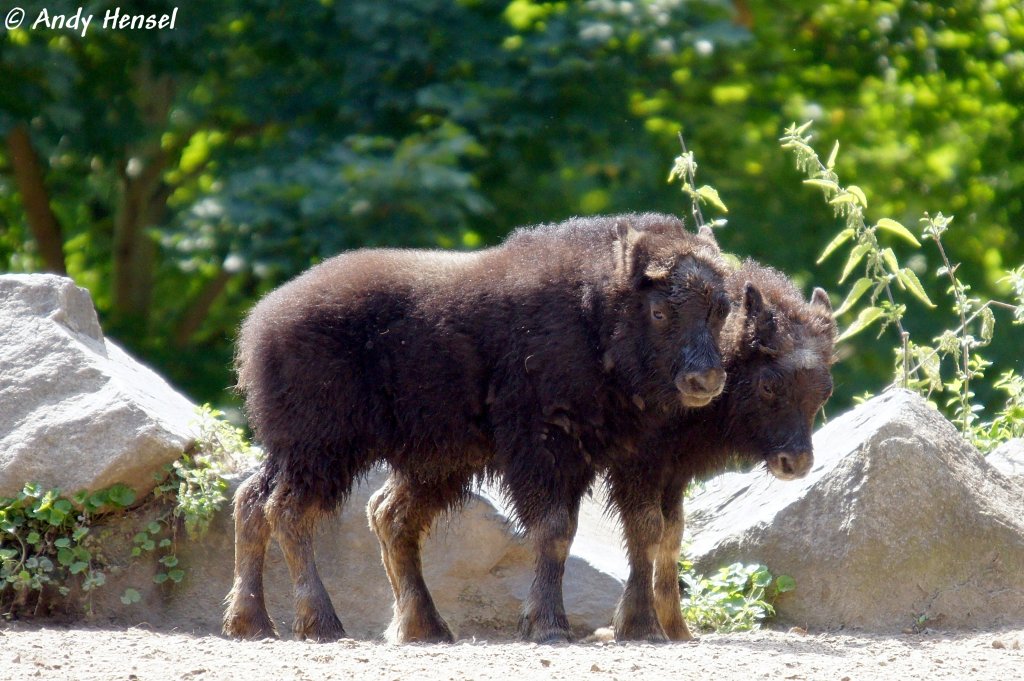 Alaska-Moschusochsen. Hier zwei Jungtiere geb. am 09.05.2010 und am 30.5.2010