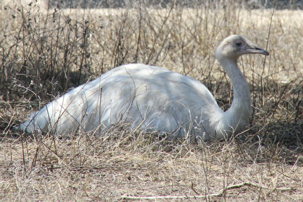 Albino-Nandu (Rhea americana) am 16.6.2010 bei Montemor-o-Velho (Europaradise Parque Zoolgico).