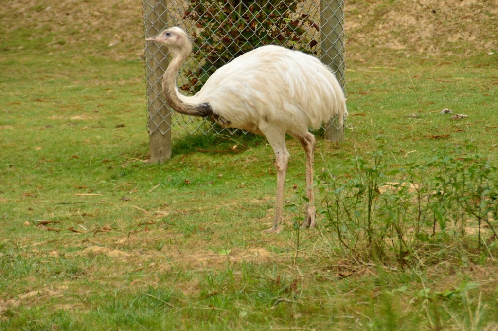 Albino Nandu im Wildpark Schwarzach. 9.8.2013