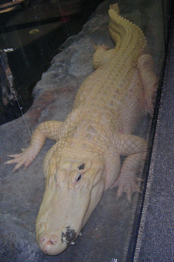  Albinogator  im Zoo von Houston, TX (27.05.09)