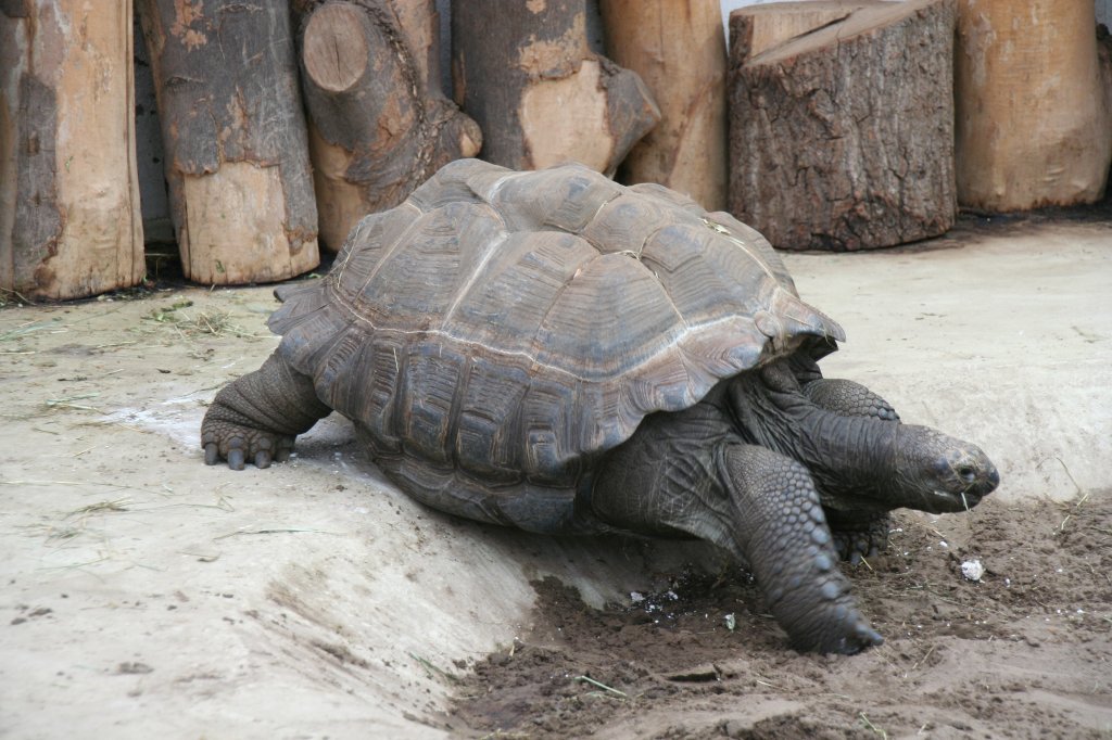 Aldabra-Riesenschildkrte oder auch Seychellen-Riesenschildkrte (Dipsochelys dussumieri) am 9.1.2010 im Riesenschildkrten-Haus im Tierpark Berlin.
 
