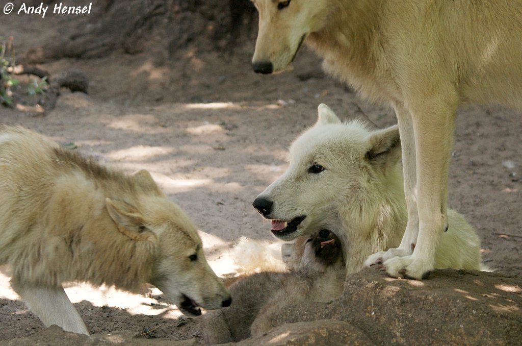 Alles passt auf, auf dem Polarwolf-Welpen