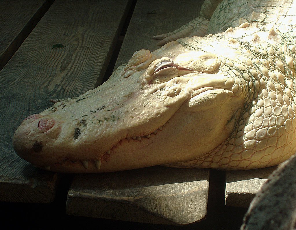 Alligator im Adubon Zoo, New Orleans. Ein Prachtsexemplar. Dennoch bin ich froh, wenn uns ein Gitter trennt... Aufnahme vom 23. Mai. 2003, 14:57