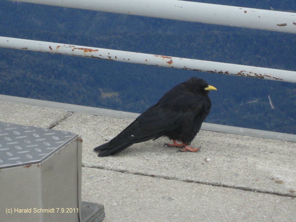 Alpendohle am 7.9.2011 auf der Zugspitze
Tja, wenn ich es jetzt wte. Vogel ist wohl schon richtig, aber dann? Bitte um Aufklrung