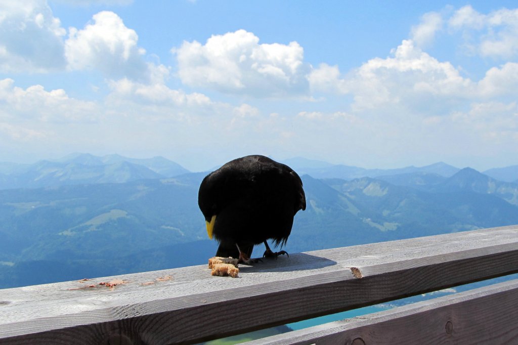 Alpendole am Schafberg. Sie hat sich gerade das Futter vom Tisch geholt. 12.10.11