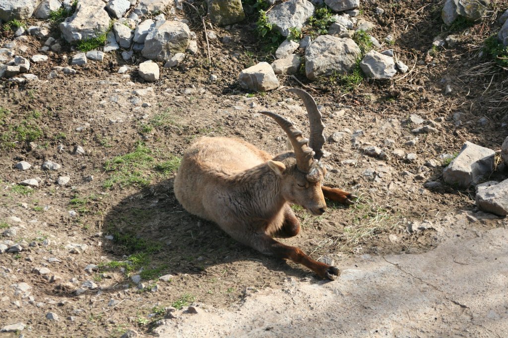 Alpensteinbock beim Ausruhen. Wilhelma 30.3.2008.