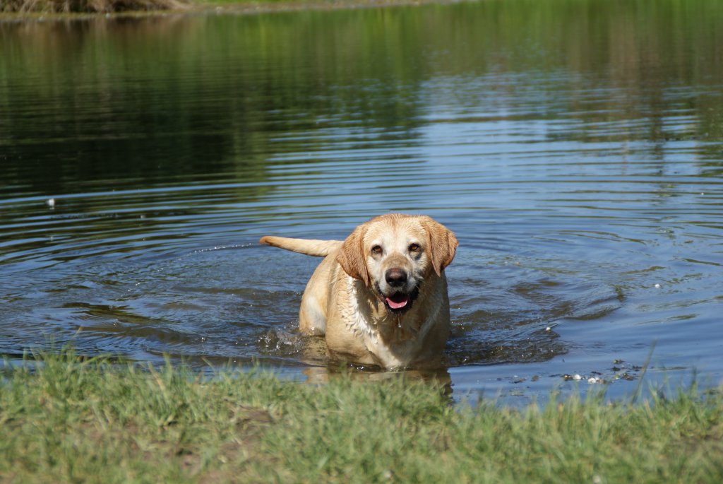 Als Hund kann man sie im Sommer nicht unbedingt bezeichnen, eher als Wasserratte.