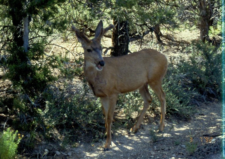 Am 03.07.1992 stand diese Maultier Hirschkuh pltzlich neben meinem Auto. Fotografiert im Mesa Verde National Park USA als Dia.