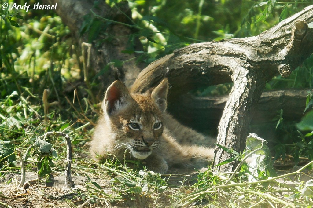 Am 13.05.2010 wurden im Tierpark Berlin vier Altai-Luchse geboren. Eins hat leider nicht berlebt. Leider ist die Qualitt des Fotos sehr schlecht. da ich durch eine dreckige Scheibe fotografieren musste, welche auch noch stark reflektierte.