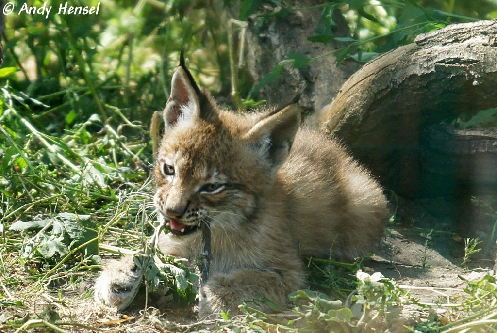 Am 13.05.2010 wurden im Tierpark Berlin vier Altai-Luchse geboren. Eins hat leider nicht berlebt. Leider ist die Qualitt des Fotos sehr schlecht. da ich durch eine dreckige Scheibe fotografieren musste, welche auch noch stark reflektierte.