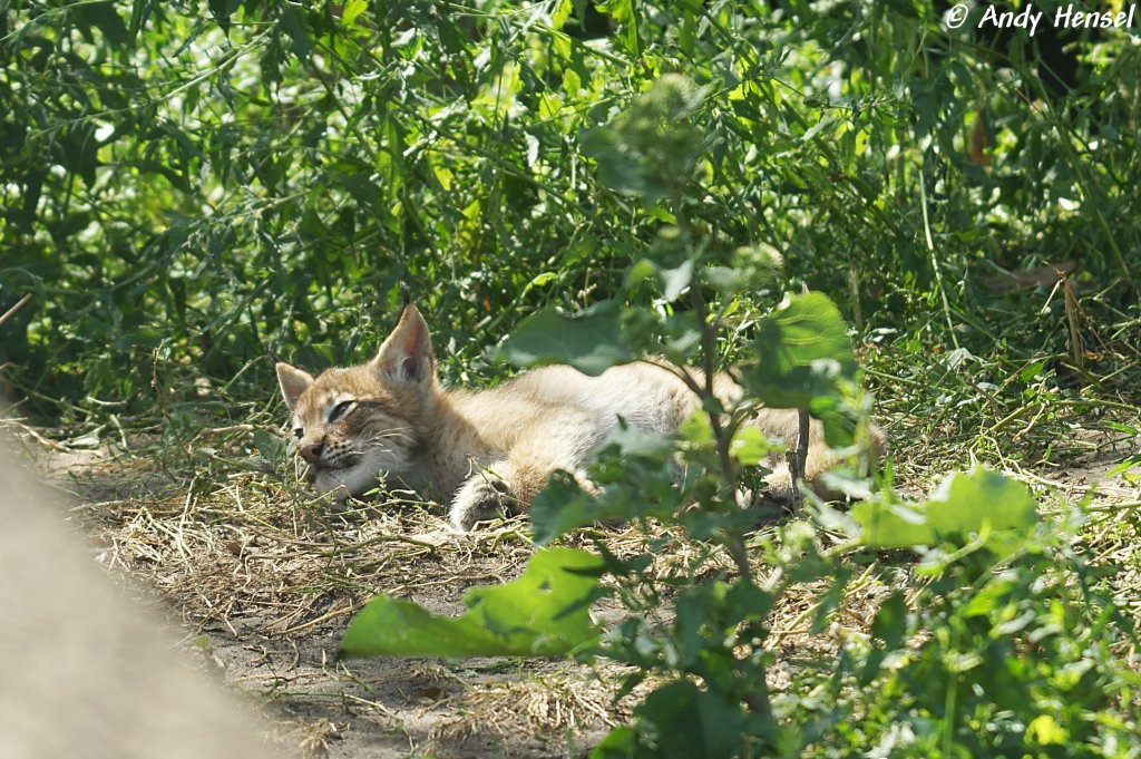 Am 13.05.2010 wurden im Tierpark Berlin vier Altai-Luchse geboren. Eins hat leider nicht berlebt. Leider ist die Qualitt des Fotos sehr schlecht. da ich durch eine dreckige Scheibe fotografieren musste, welche auch noch stark reflektierte.