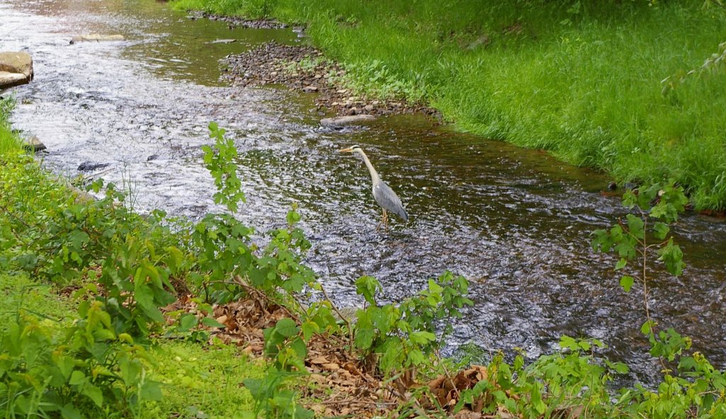 Am 20.5.2012 stolzierte dieser Graureiher durch die Losse in Kassel-Bettenhausen.