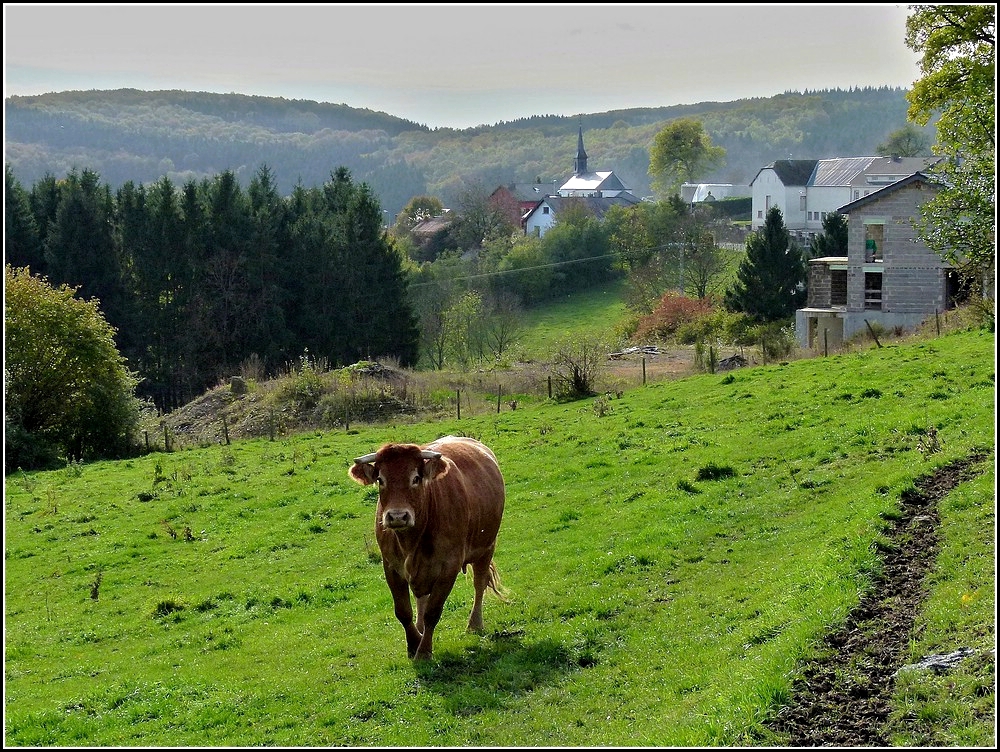 Am 26.10.2010 kommt dieses Rind auf mich zugelaufen, bestimmt mit der Meinung ich htte was Gutes dabei. (Jeanny) 