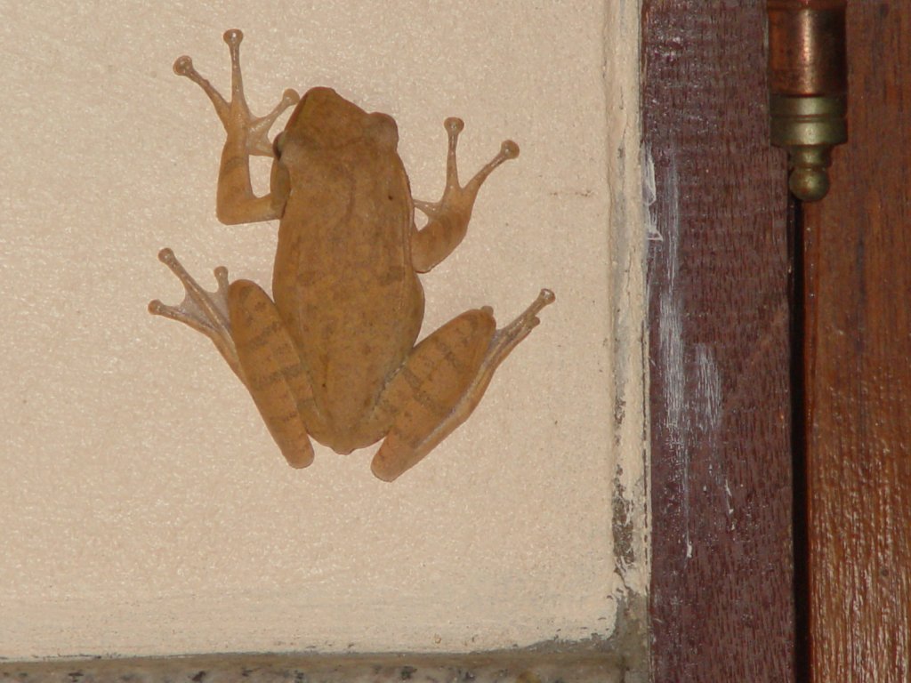 Am Abend des 22.12.2010  klebte  dieser Frosch an meiner Hauswand
