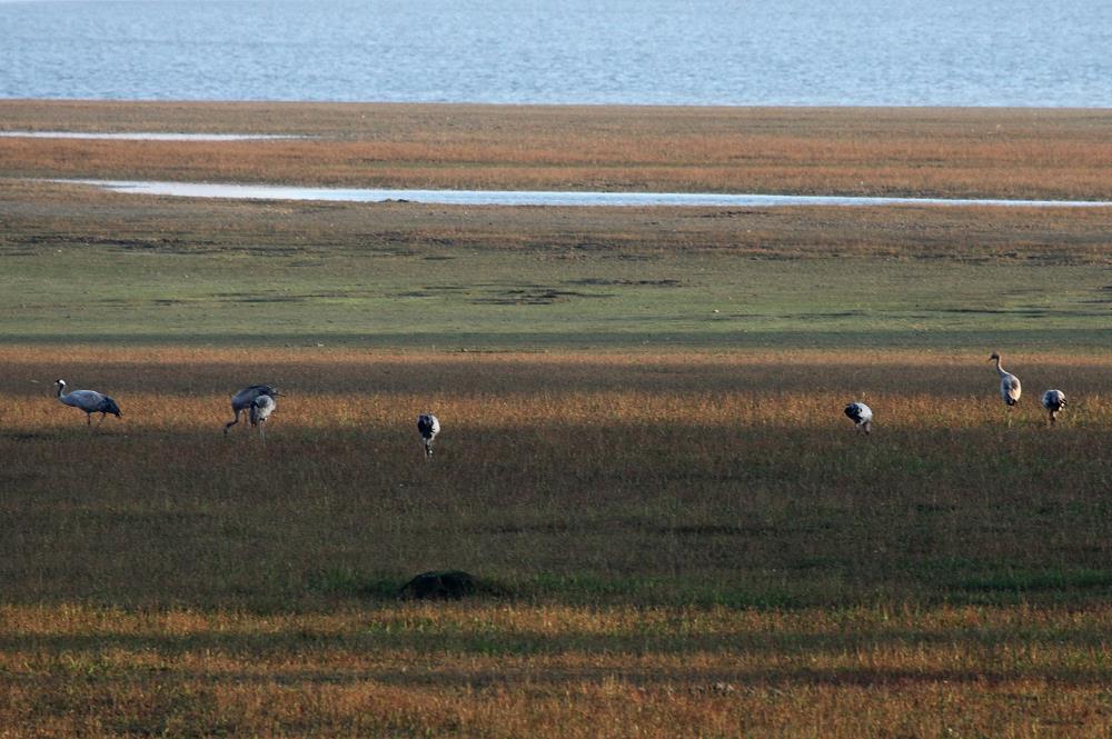 Am Abend haben sich Kraniche im Bruch am Lac du Der niedergelassen; 17.11.2011