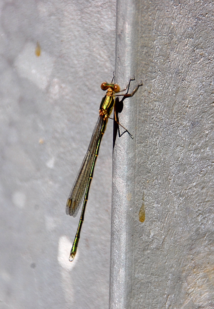 Am Donnerstagnachmittg den 23. Juni 2011 sass diese Libelle am Pfosten des Gartenzaunes meiner Freundin und sonnte sich.